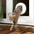 Дверцята Trixie для котів автоматичні SureFlap SUR001 White (R3669) Дверцята Trixie для котів автоматичні SureFlap SUR001 White (R3669)